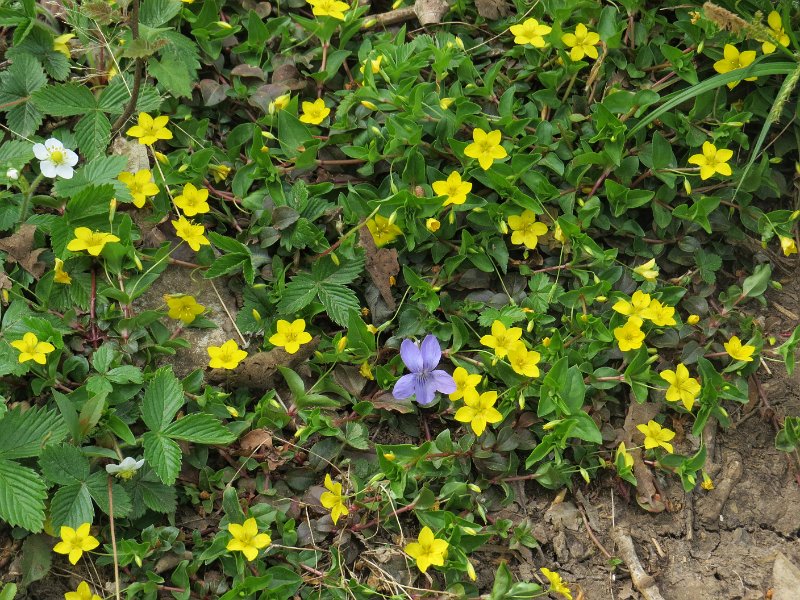 (8) Violet amid Creeping Jenny (Lysimachia nummularia).JPG - Violet amid Creeping Jenny